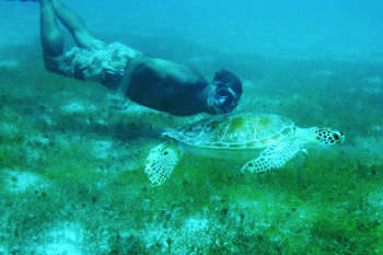 sea turtle snorkle